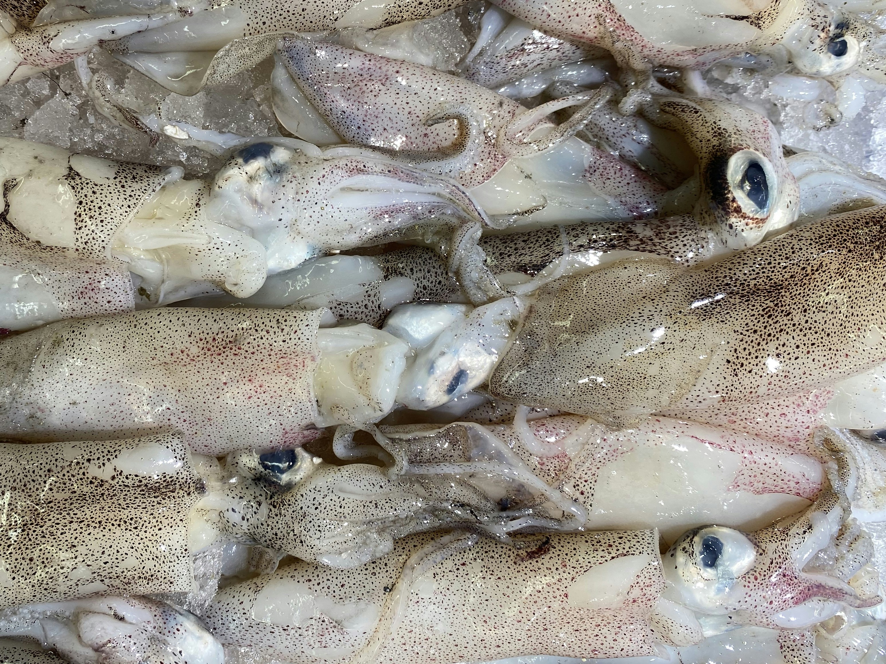 squid on display in our local supermarket